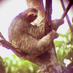 A sloth, I took this picture through the telescope.