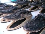Gator heads!  Let me know if you´d like that to be your Christmas gift this year!