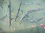 Come feed the tarpon!  These fish can be up to 200 pounds!