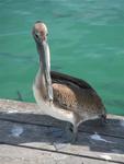 Pelicans are cute.