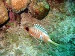Longspine squirrelfish.