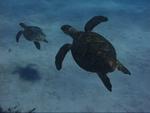 A Hawksbill turtle family photo. *