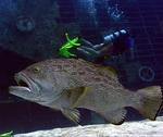 I wouldn't want to run into a group of groupers this big! *