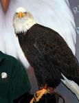 This Bald Eagle has a six-foot wing-span.