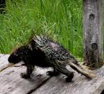 This porcupine looks like a bear ate it, and then spit it back up.