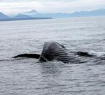 One of the approximately 1000 humpback whales that swim along Alaska's coast in the summer.  *Photo by Rick