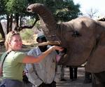 Kristi feeds the elephant.