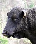 Nose rings are the latest bovine fashion.