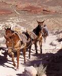Mules gallop out of the canyon.