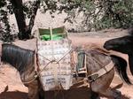 Supai has the only mail in the US carried by mules.