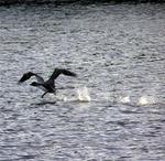 Who knew loons could walk on water?