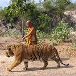 A monk takes the tiger for an afternoon stroll.