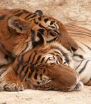 Snuggling tigers. *Photo by Lee.