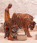 Monks with tigers. *Photos by Lee.
