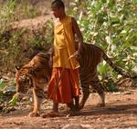Monk with tiger. *Photo by Yorham.