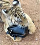 The cub just loves my purse.