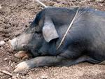 One of the tribe's pet pig.