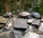 Turtle conference.  They are saying:  What are we going to do with all these weird statues?