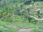 Rice-fields flow down the hill like a grassy waterfall.