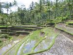 Terraced rice-paddy near Ubud.