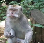 That's one serious Balinese macaque.
