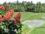 A burst of red in the rice fields.