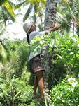 A Balinese man climbs a tree to get us a refreshing coconut.
