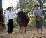After searching through the village, we come across a farmer with his water-buffalo.