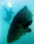 Massive Jewfish are common around the Dry Tortugas, a group of islands 70 miles from Key West, Florida.  I snapped this shot of the mammoth grouper swimming with Greg.