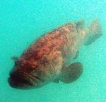 A Jewfish, a giant sea bass, can grow up 8-ft and reach 700 pounds.