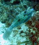 The scrawled filefish is better known as the "funky fish."