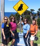 Penguin-crossing in Bicheno.  (Yes, there are fairy penguins in Tasmania!)