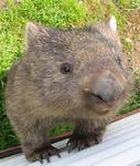 Can you have a pet Wombat?