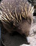 An Echidna.  Try saying that 10 times fast.  (Try saying that once!)