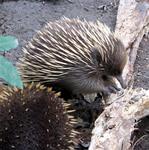 Furr and spikes.  Perhaps the Echidna is into animal bondage?
