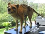 Scientists say that the Tasmanian tiger is extinct, but locals claim the tiger still lurks in the depths Tasmania's wilderness.

