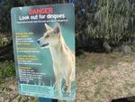 Hurry, there are wild Dingoes roaming about.