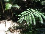 Wild ferns grow without any soil.  
