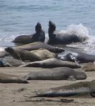 Elephant seals spash and play along the shore in Central California.