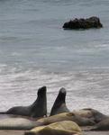 Elephant seals at play.