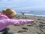 Michelle points at all the elephant seals.