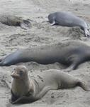 Elephant Seals can stay under water for more than 80 minutes (more than any other mammal in the world.) 