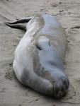Elephant seals have hairy flippers, no ears and they grow noses down to their mouths.  