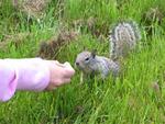The nutty critters take the food right out of your hand.