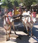 Ox-carts march through town.