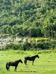 Two horses pose in the Punakaiki River Valley.