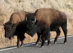 The Buffalo stroll down the road causing a traffic jam of one (us!)