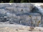 Another visit to Mammoth Hot Springs.
