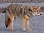 Coyote--not ugly.