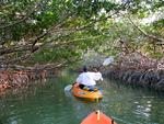 It feels like we are floating through a mangrove tunnel.